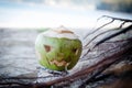 Fresh green coconut is a symbol of Halloween. With a carved face on a pumpkin. Lays in the roots on a wide sandy beach Royalty Free Stock Photo