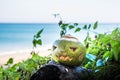 Fresh green coconut is a symbol of Halloween. On a wide tropical beach lies on the grass Royalty Free Stock Photo