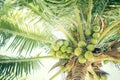 Fresh green coconuts on a palm tree in sun lights