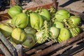 Fresh green coconuts
