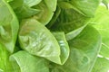 Fresh green cod lettuce vegetable salad with drop of water background and texture Royalty Free Stock Photo