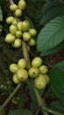 Fresh green coffee fruits in the farm