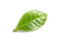 Fresh green coffee leaf with water drops on white Royalty Free Stock Photo