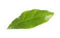 Fresh green coffee leaf with water drops on white Royalty Free Stock Photo