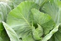 Fresh green collard