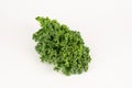 Fresh green common curly kale