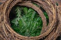 Fresh green conifer branches closeup inside round shaped vine wreaths. Natural backdrop of spruce tree needles