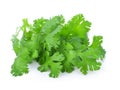 fresh green coriander isolated on white background