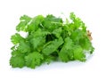 fresh green coriander isolated on white background