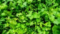 Fresh green coriander leaf vegetable texture