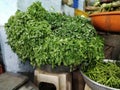 Fresh green coriander leaf vegetable texture isolated on white background with copy space for text Royalty Free Stock Photo