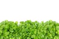 Fresh green coriander leaf vegetable texture isolated on white background Royalty Free Stock Photo