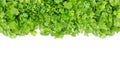 Fresh green coriander leaf vegetable texture isolated on white background Royalty Free Stock Photo