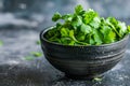 Fresh Green Coriander Leaves in a Black Ceramic Bowl on a Dark Rustic Table, Healthy Culinary Herbs Concept Royalty Free Stock Photo