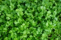 fresh green coriander leaves vegetable Royalty Free Stock Photo