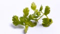 Fresh green coriander leaves with white background