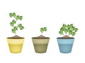 Fresh Green Coriander in Terracotta Flower Pots