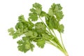 Fresh green coriander.