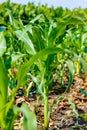 Fresh green Green Corn Field , indian farm , Royalty Free Stock Photo