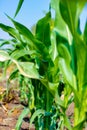 Fresh green Green Corn Field , indian farm , Royalty Free Stock Photo
