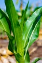 Fresh green Green Corn Field , indian farm , Royalty Free Stock Photo