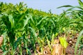Fresh green Green Corn Field , indian farm , Royalty Free Stock Photo