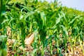 Fresh green Green Corn Field , indian farm , Royalty Free Stock Photo