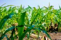Fresh green Green Corn Field , indian farm , Royalty Free Stock Photo