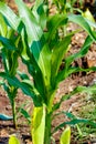 Fresh green Green Corn Field , indian farm , Royalty Free Stock Photo