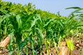 Fresh green Green Corn Field , indian farm , Royalty Free Stock Photo