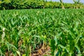 Fresh green Green Corn Field , indian farm ,