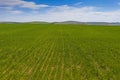 Fresh green corn field Royalty Free Stock Photo