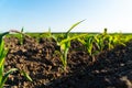 Fresh green corn plants on the field in summer. Rows of corn plants on an agricultural plantation. Selective focus Royalty Free Stock Photo