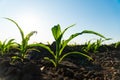 Fresh green corn plants on the field in summer. Young corn crops during the period of active growth. Rows of young corn plants. Royalty Free Stock Photo