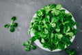 Fresh green Corn salad leaves or lamb`s lettuce in bowl