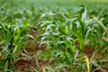 Fresh green corn in summer on field agriculture vegetable