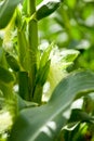 Fresh green corn in summer on field agriculture vegetable