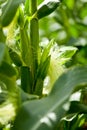 Fresh green corn in summer on field agriculture vegetable