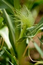 Fresh green corn in summer on field agriculture vegetable