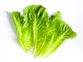 Fresh green cos lettuce leaf isolate on white Royalty Free Stock Photo