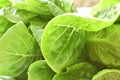 Fresh green cos lettuce vegetable salad with drop of water arranging on plate Royalty Free Stock Photo