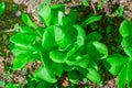 Fresh green cos salad with sunlight on soil texture, Fresh green vegetable in farm, Fresh green oak lettuce plant on soil in the Royalty Free Stock Photo