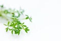 Fresh green cress salad sprouts close up on white background Royalty Free Stock Photo