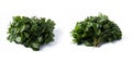 Fresh green cress salad on the white background