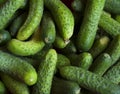 Fresh green cucumber - background