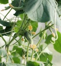 Fresh green cucumber growing in garden. Young plant cucumber with yellow flowers. Green cucumbers hang on a branch in a Royalty Free Stock Photo