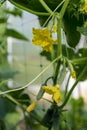 A fresh green cucumber grows on a cucumber bush in the garden. Growing organic food. Cucumber flowers close-up