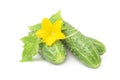 Fresh green cucumber with leaf and flower natural vegetables organic food isolated on white background. Royalty Free Stock Photo