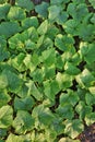 Fresh green cucumber leaves on bed background Royalty Free Stock Photo