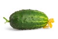 Fresh green cucumber with pimples and a flower, isolate on a white background Royalty Free Stock Photo